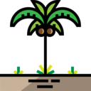 summertime,beach,summer,nature,tropical,botanical,palm tree